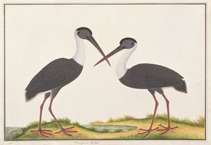 Cigüeña de cuello lanudo, de Dibujos de aves de Malaca, c.1805-18 de Chinese School